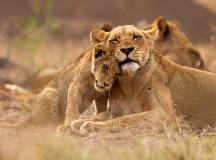 Africa