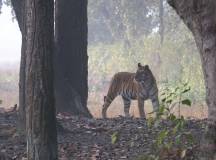 Tiger Habitat Project
