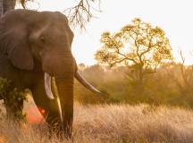 Africa