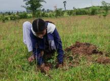 Tiger Habitat Project