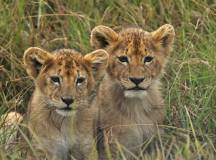 Citizen Science Departures