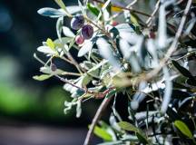 Signature Italy | Dolce Vita by Rail