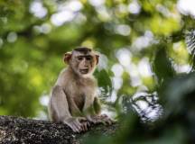 Macaque Monkey,Cambodia