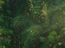 Signature Indonesia | The Sacred Wild Isles