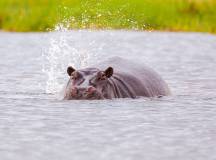 Hippos in Moremi