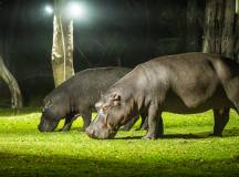 A'zambezi River Lodge