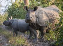 Greater One-Horned Rhino in Chitwan National Park, Nepal.
