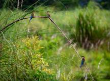 bird watching in Chitwan National Park