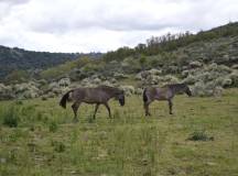Ermo das Águias rewilding