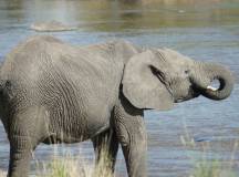 Upper Zambezi wildlife