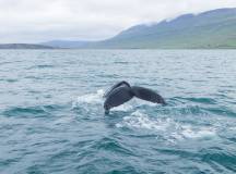 Whale watching from Akureyri