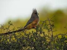 Cycling South Africa’s Garden Route