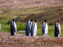 Penguins of the Far South: Falklands, South Georgia & Antarctica