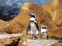 Cape Town & the Garden Route