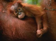 Primates & Dragons of Indonesia