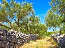 Walking North Croatia’s Islands & Lakes