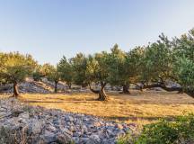 Walking North Croatia’s Islands & Lakes