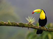 Signature Costa Rica | Where the Wild Answers