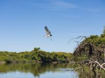 Brazil Wildlife Adventure