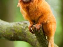 Brazil Wildlife Adventure