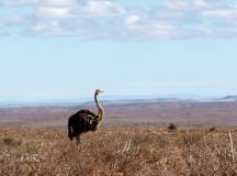 Signature South Africa | Wild Coasts & Winelands