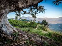 Signature Sri Lanka | The Island of Serendipity