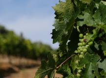 Signature South Africa | Wild Coasts & Winelands