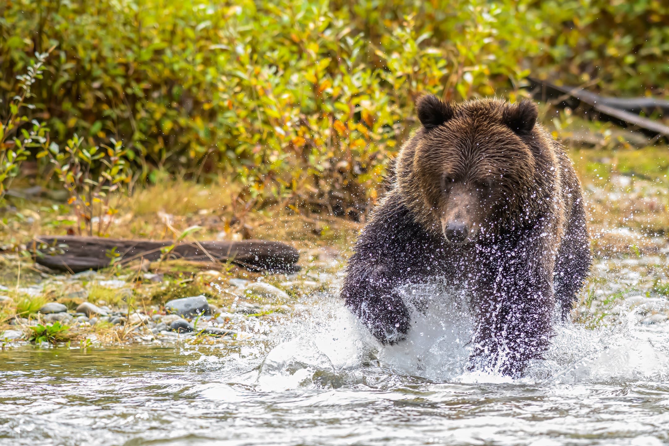 Luxusreisen Kanada Lachsfischender Grizzly Bär