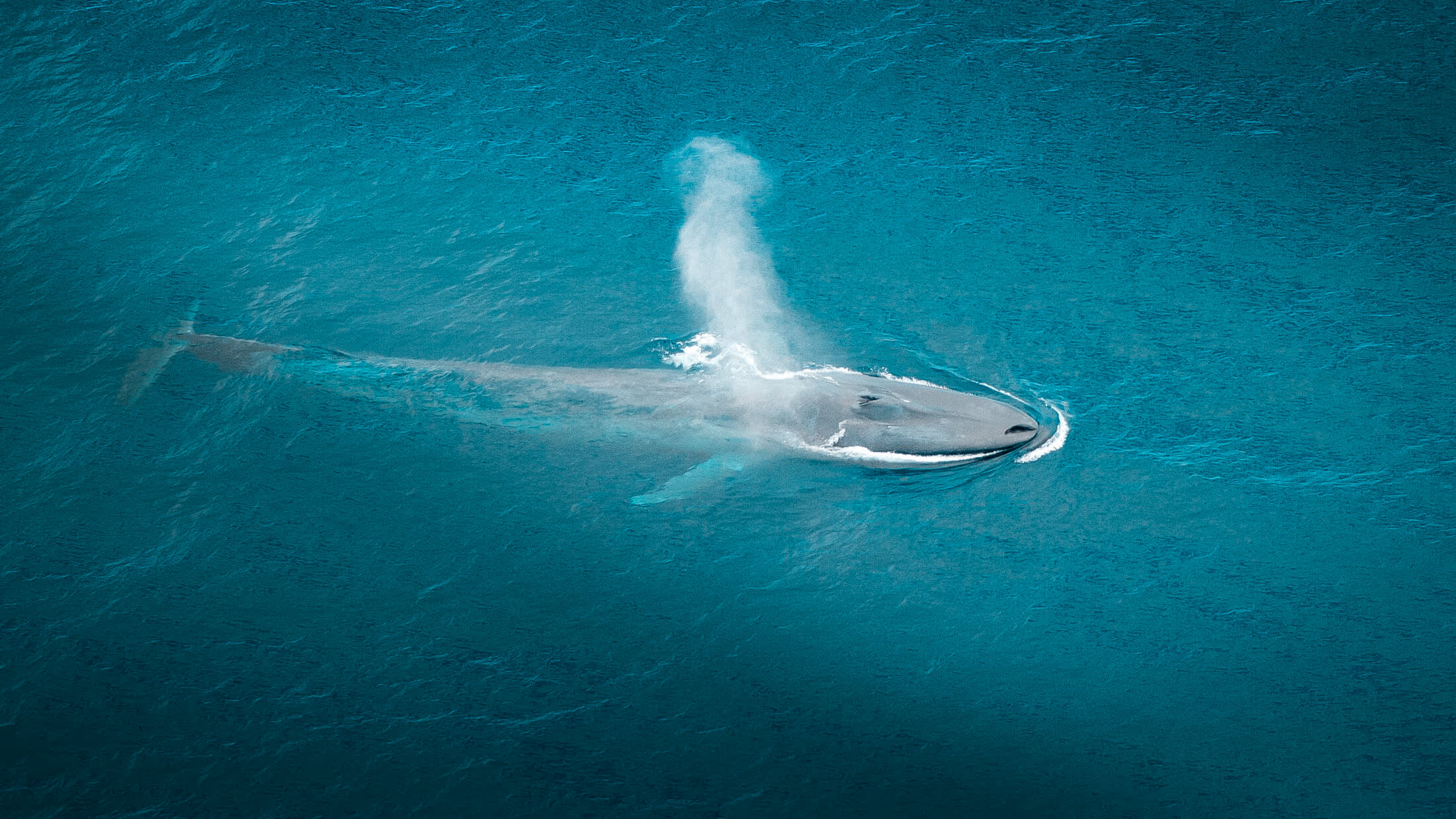 Blue Whale in Mirissa, Sri Lanka