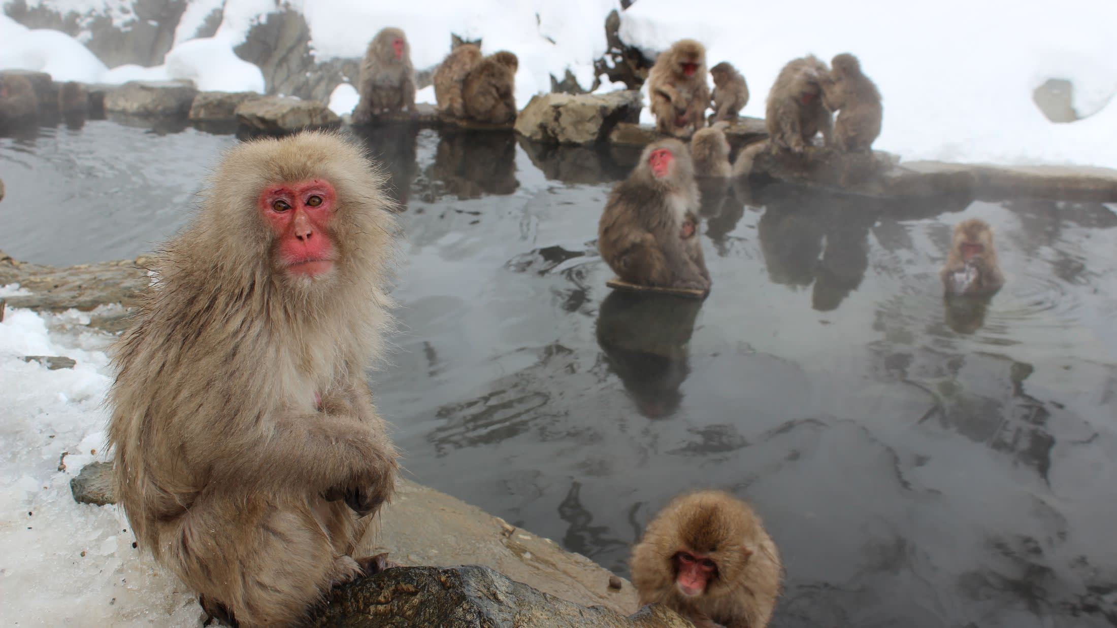 Snow monkeys Japan