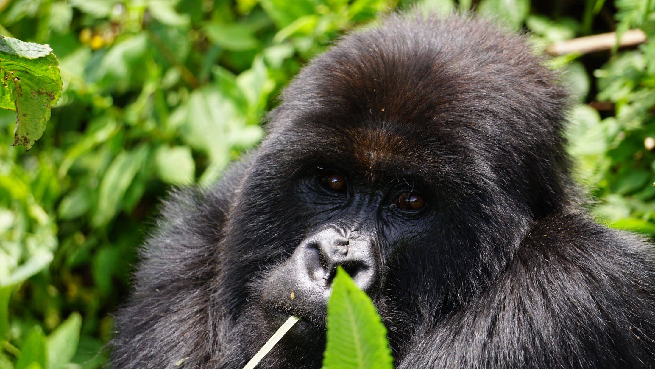 a black bear eating grass in a forest