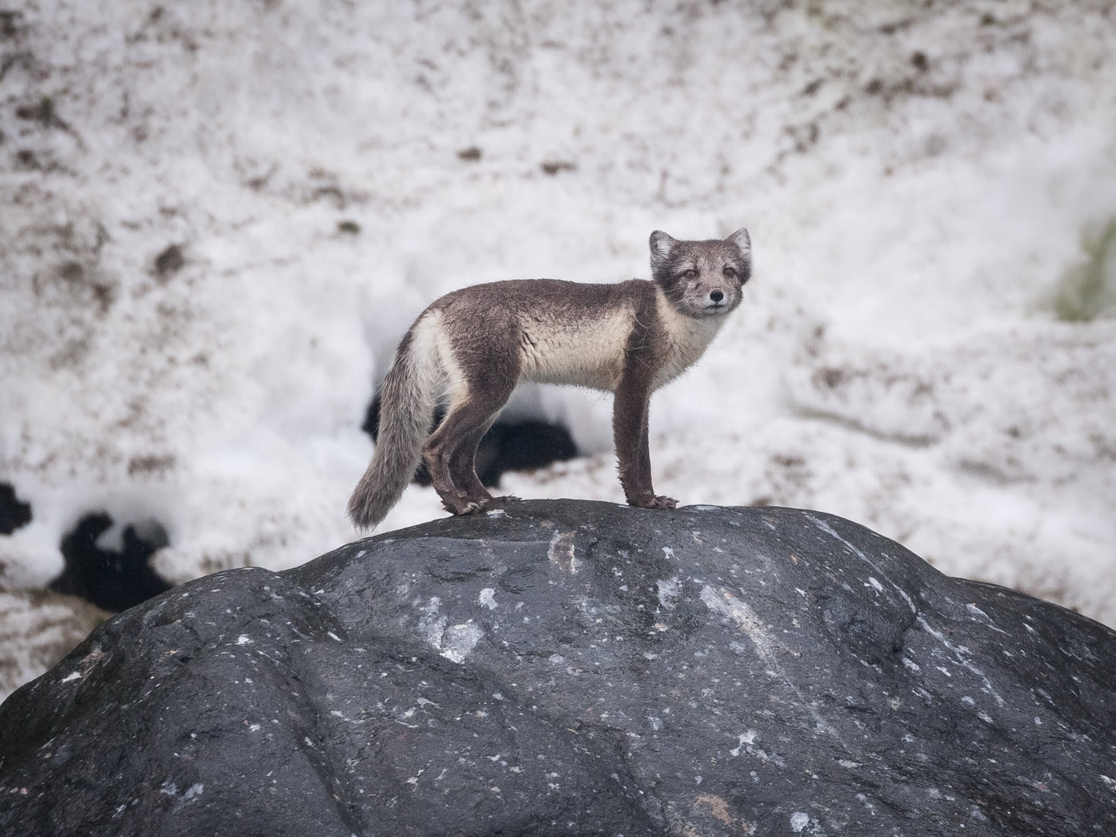An Arctic fox photographed during a Zodiac cruise at Alkefjellet, Spitsbergen. Photo by Acacia Johnson.