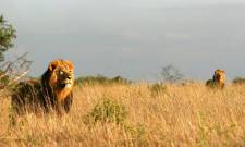 a lion standing on a dry grass field