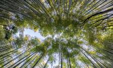 a close up of a tree