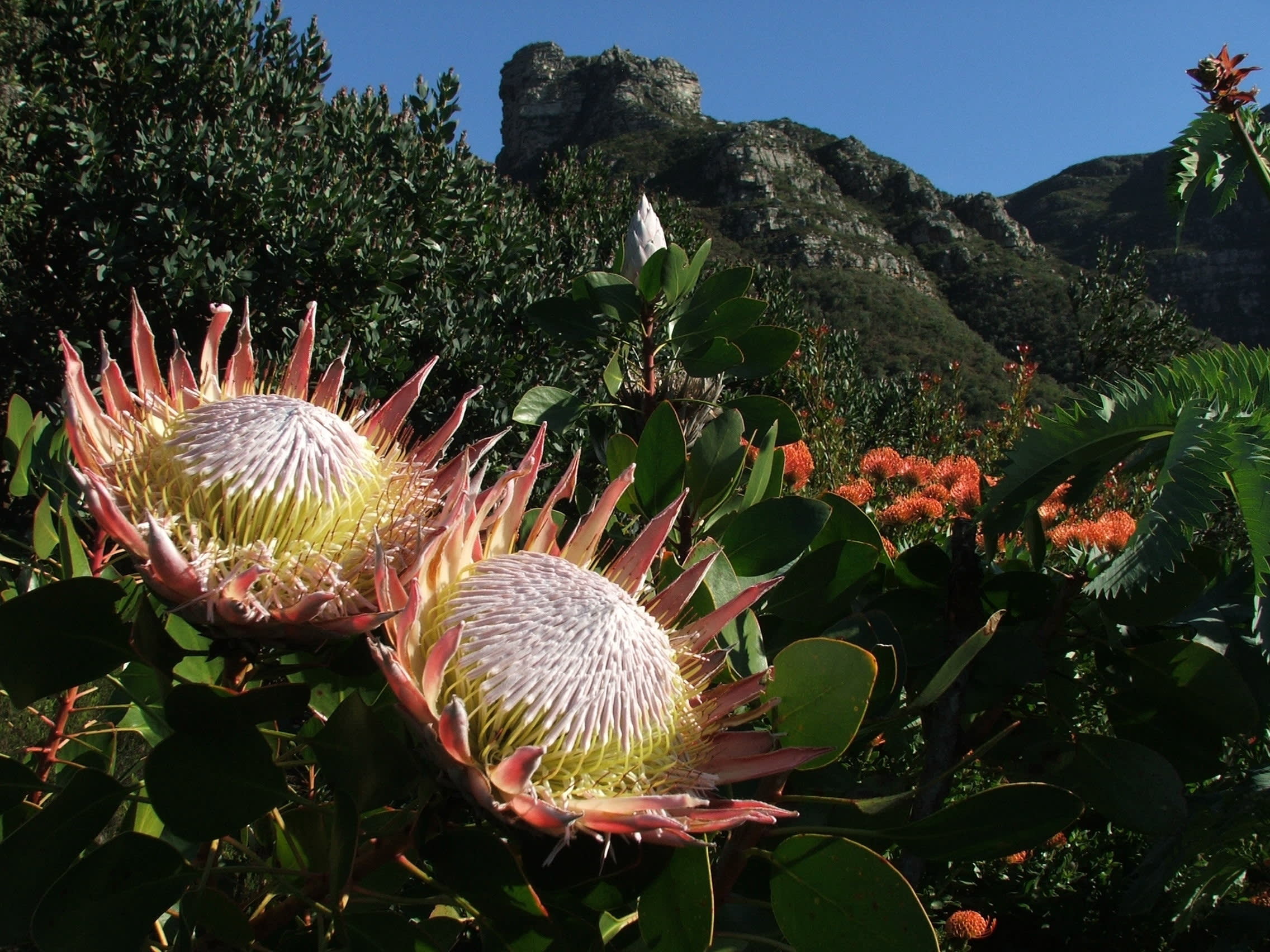 Fynbos, South Africa