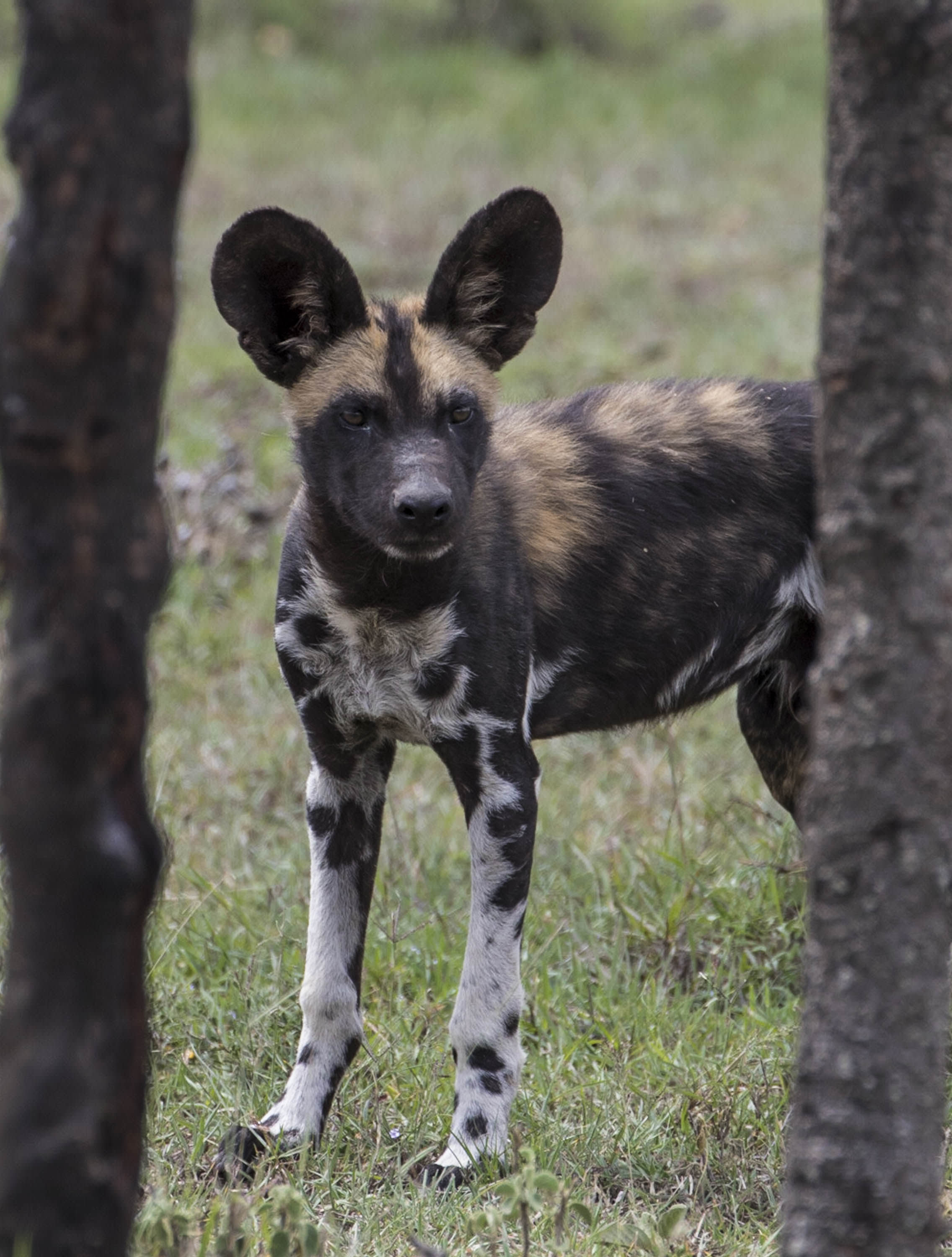 Painted dog, Paul Goldstein