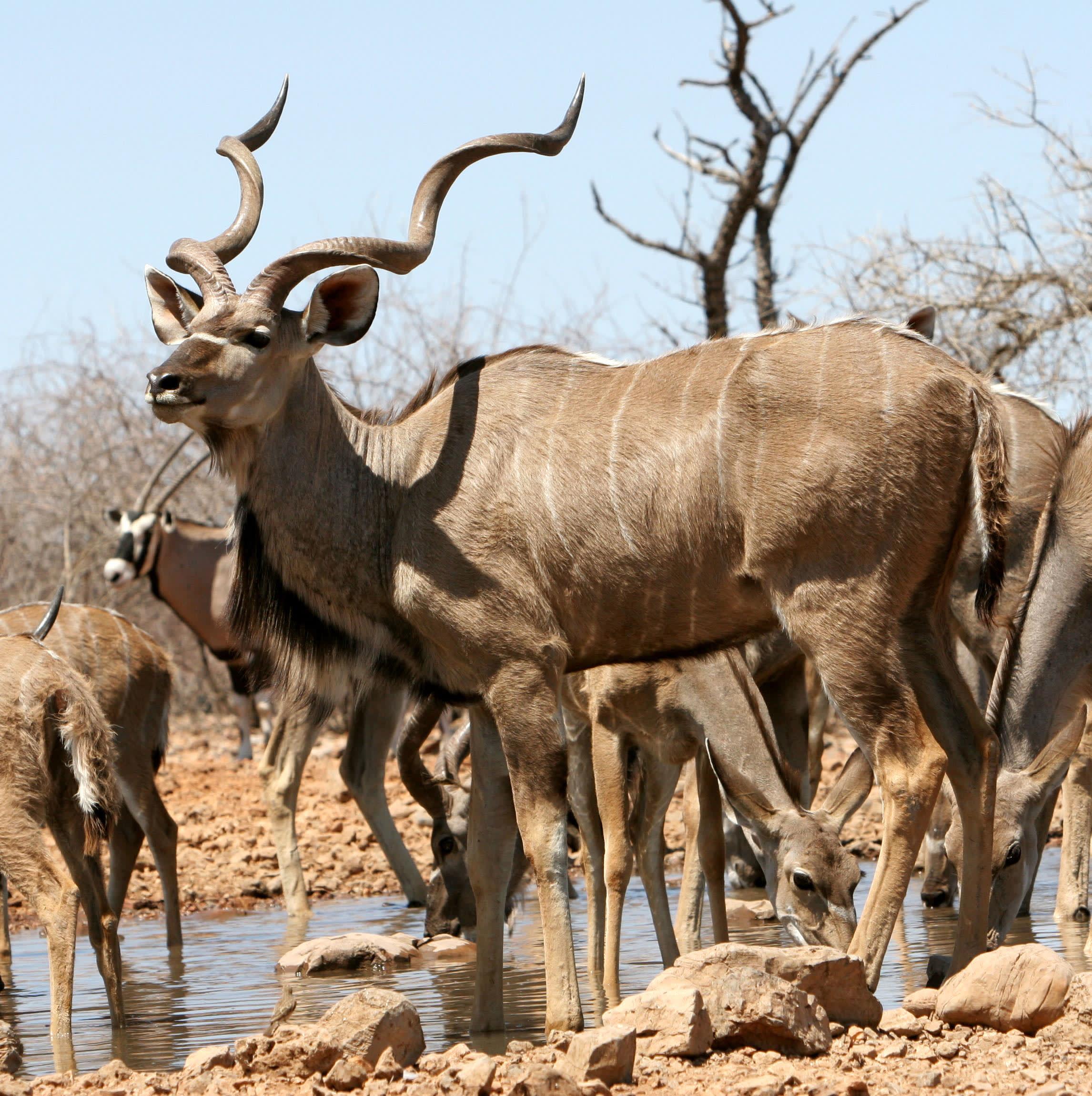 Watering hole Animals