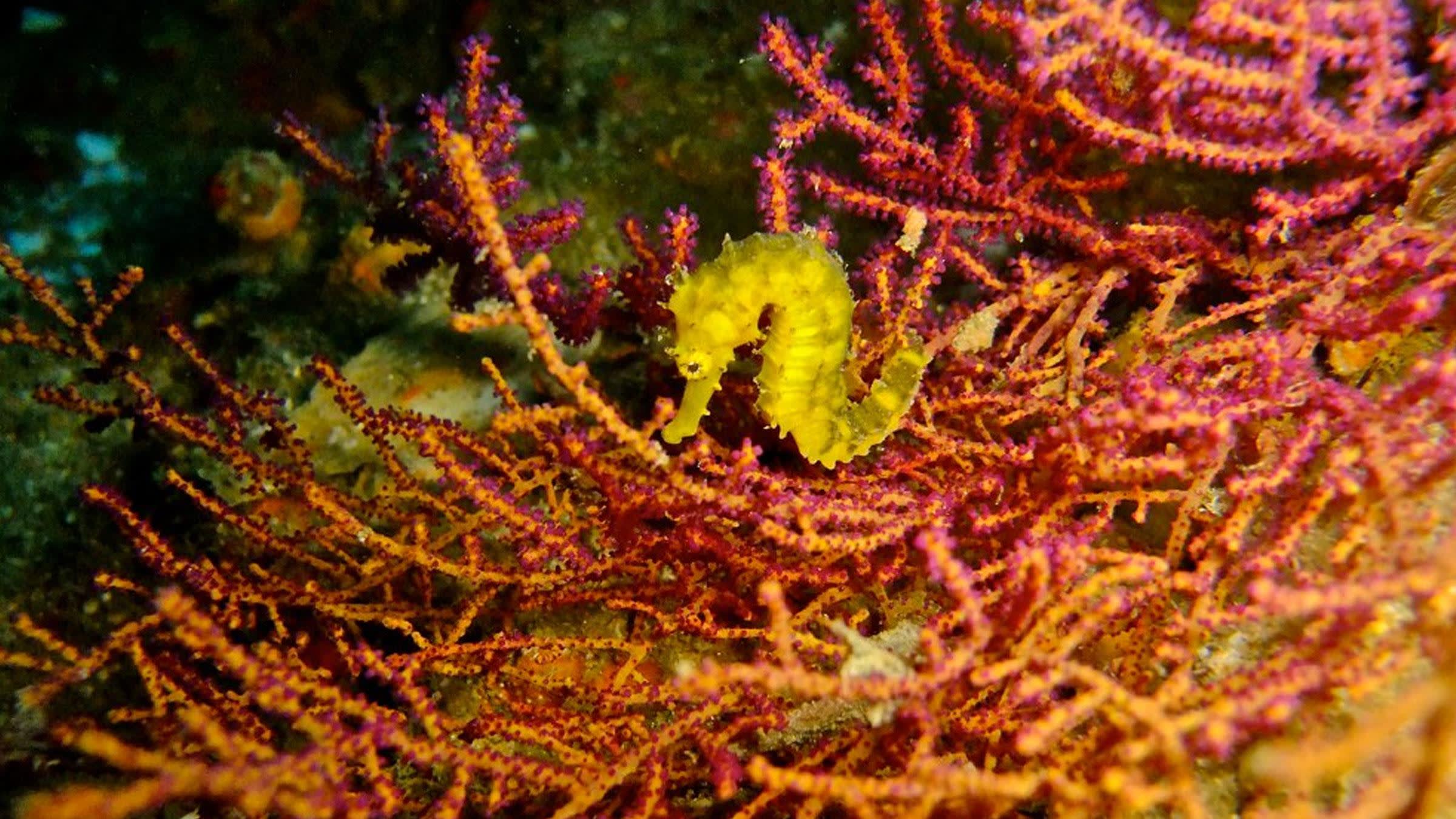 diving-richelieu-rock-in-thailand-copyright-joonas-flickr-2400x1350-web