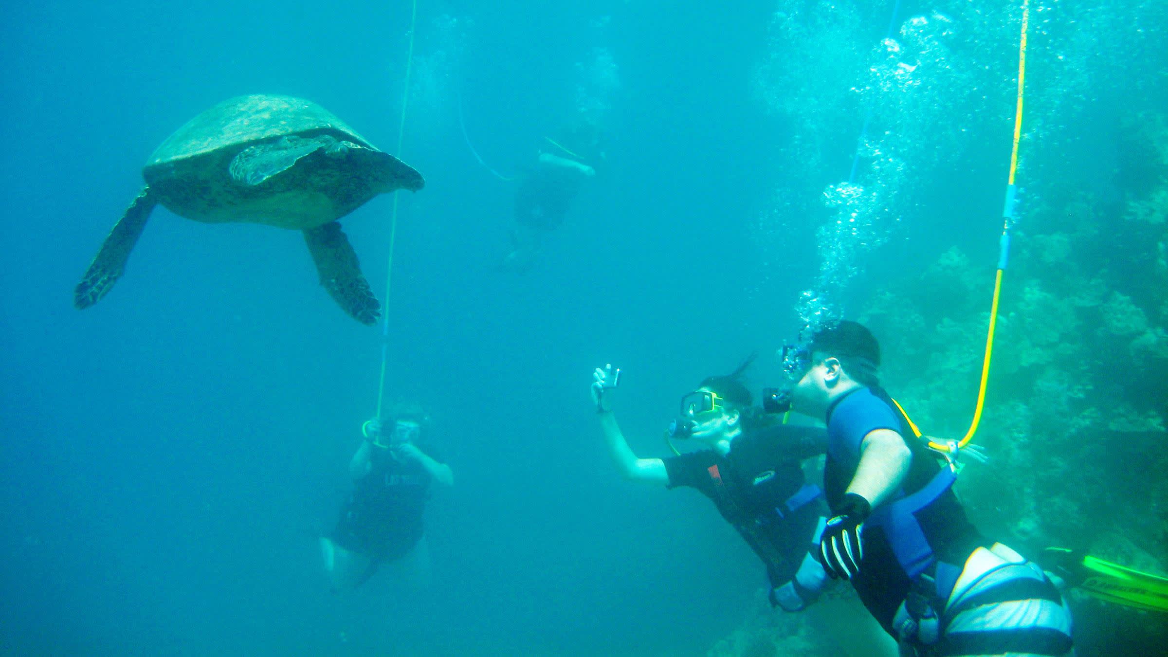people-snuba-diving-and-feeding-turtle