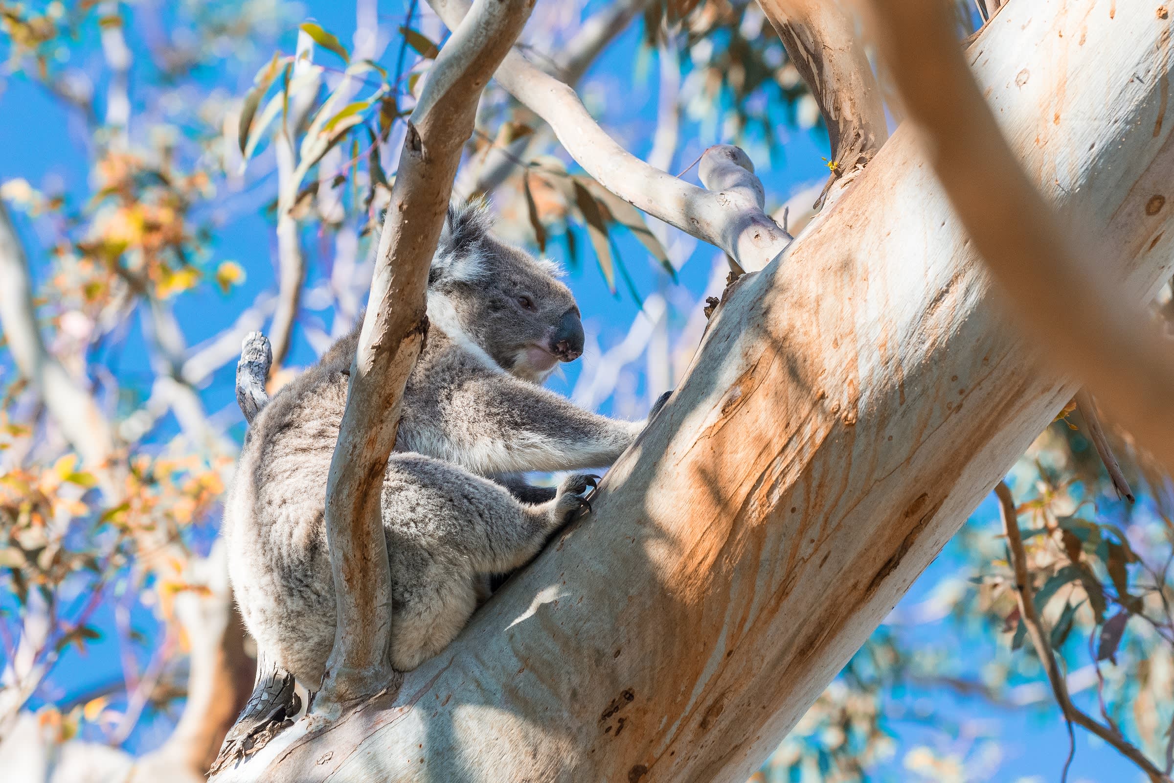 O Du schönes Australien!
