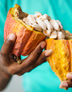 Open cocoa pod