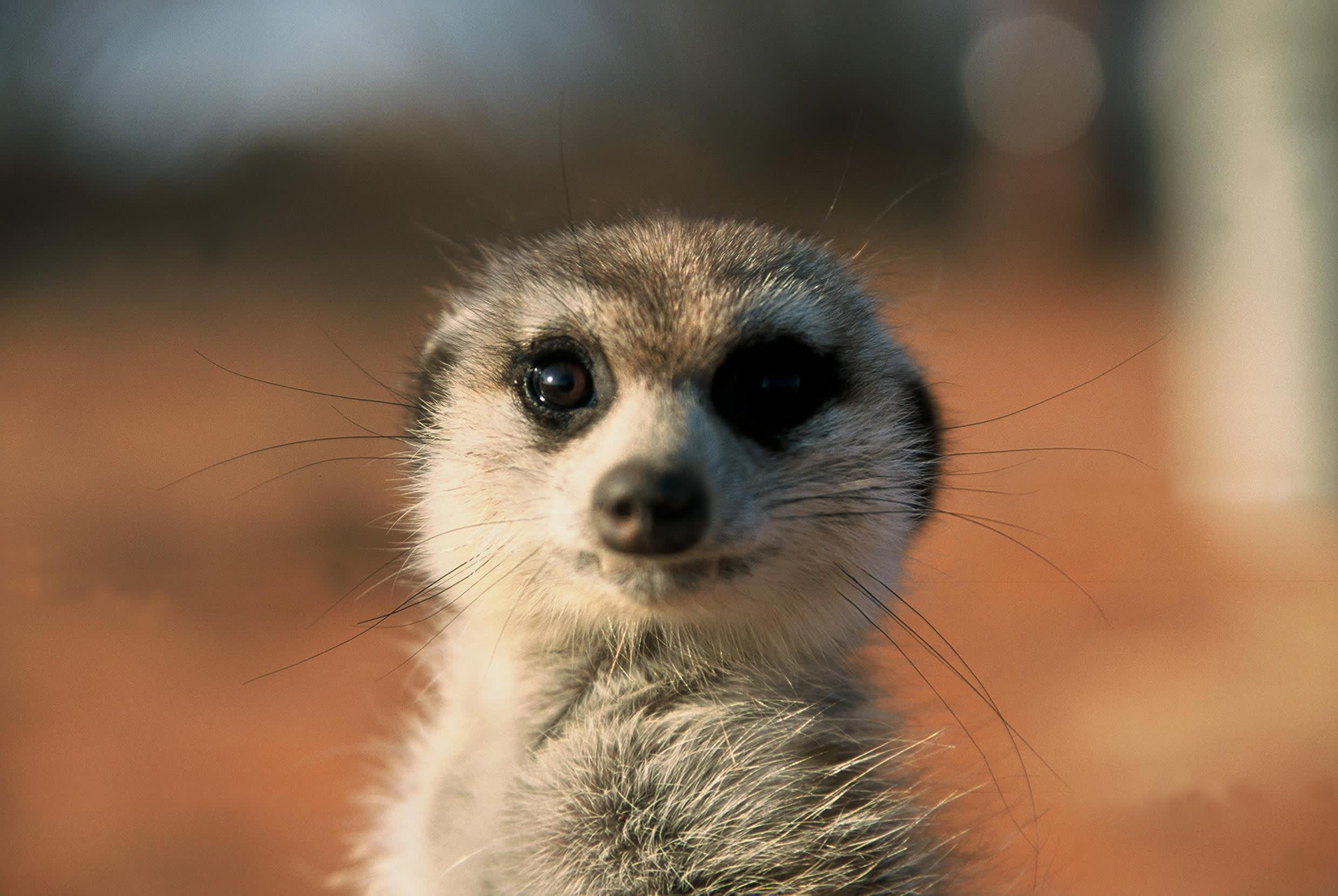 Meerkat