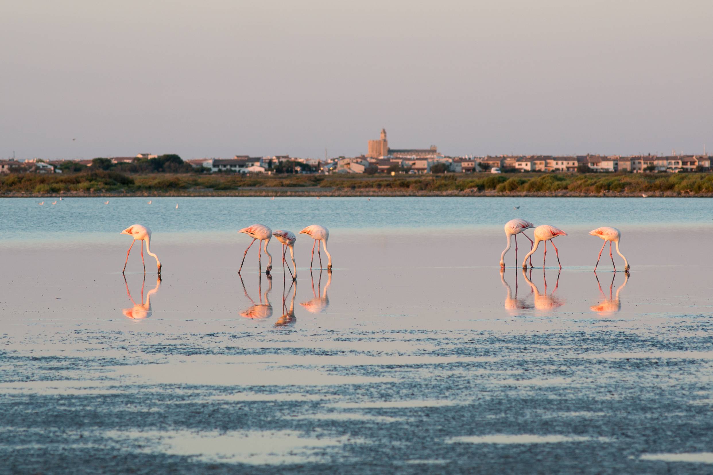 Flamingos feeding at sunset with a village visible in the background in Camargue.