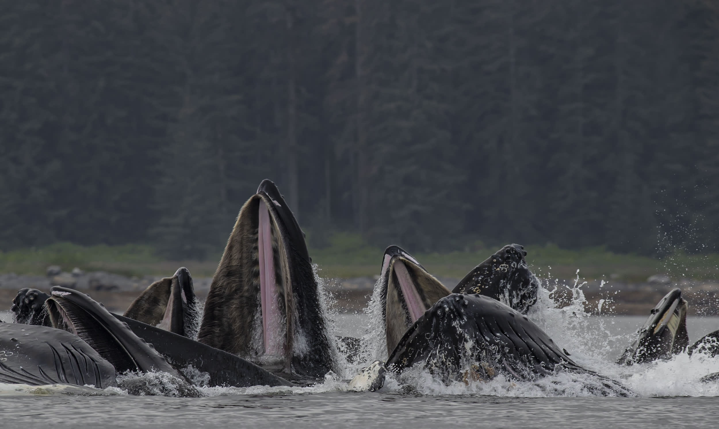 Humpback Whales, Alaska