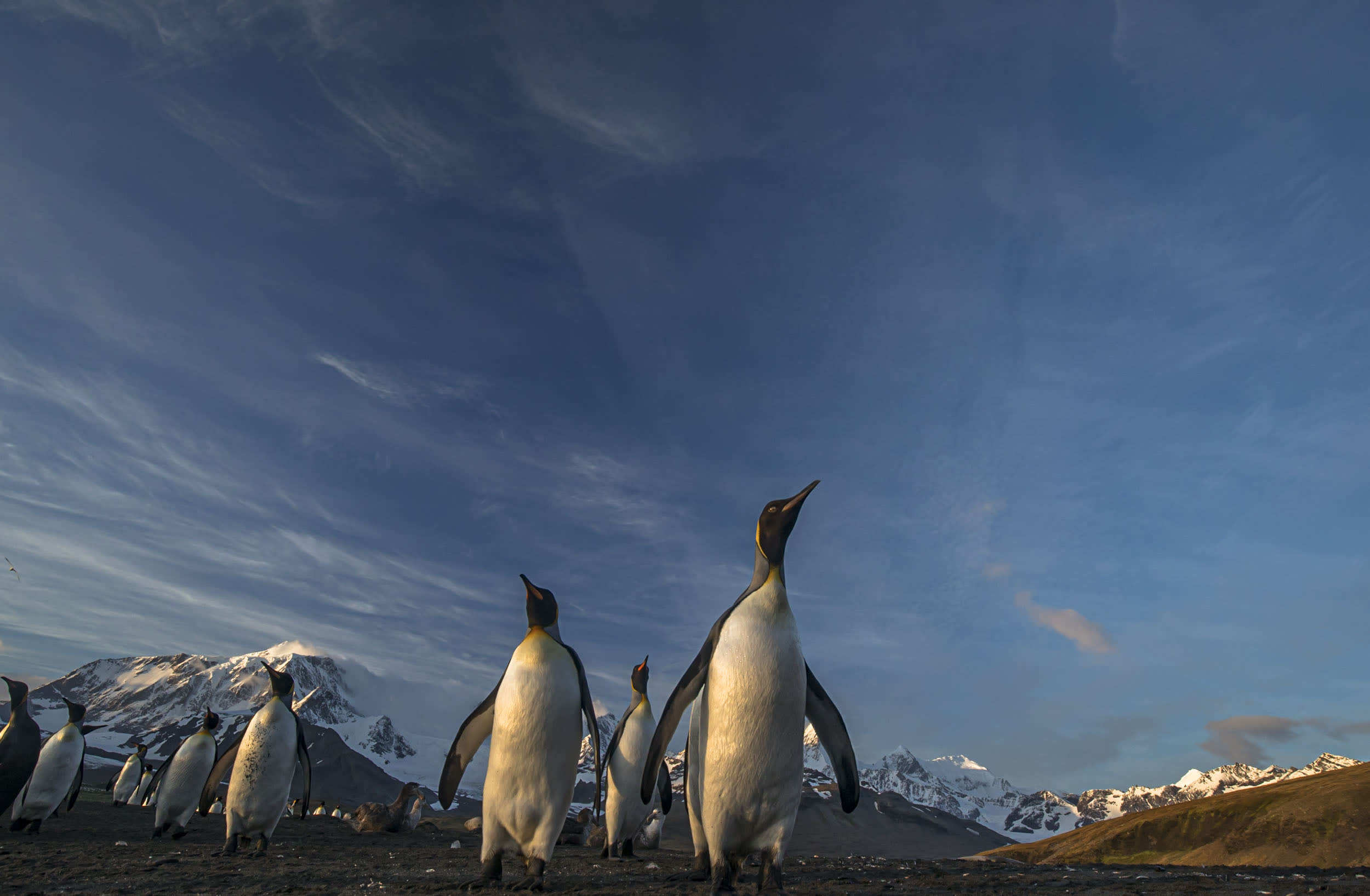 King Penguins, South Georgia