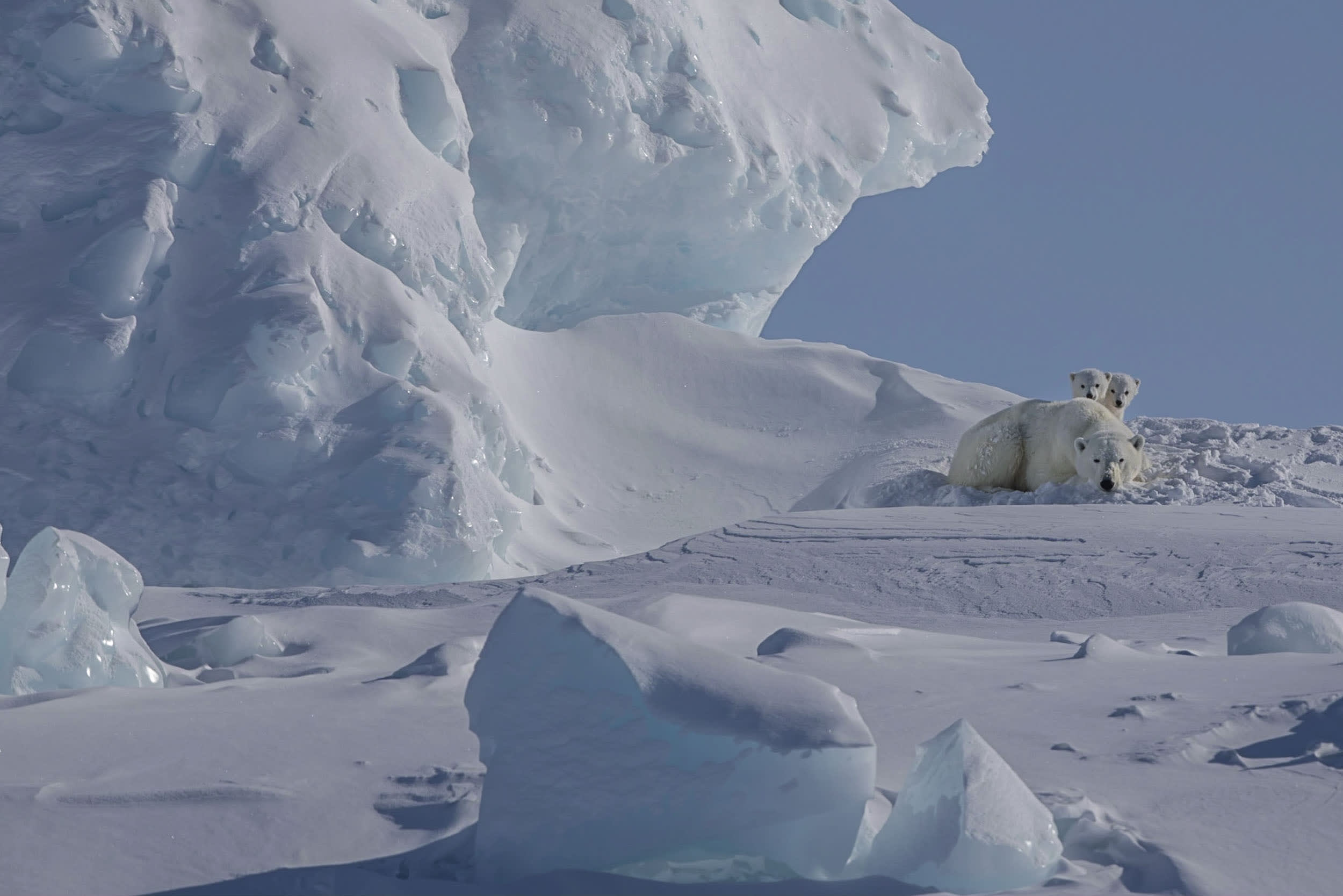 Polar Bear, Baffin Island