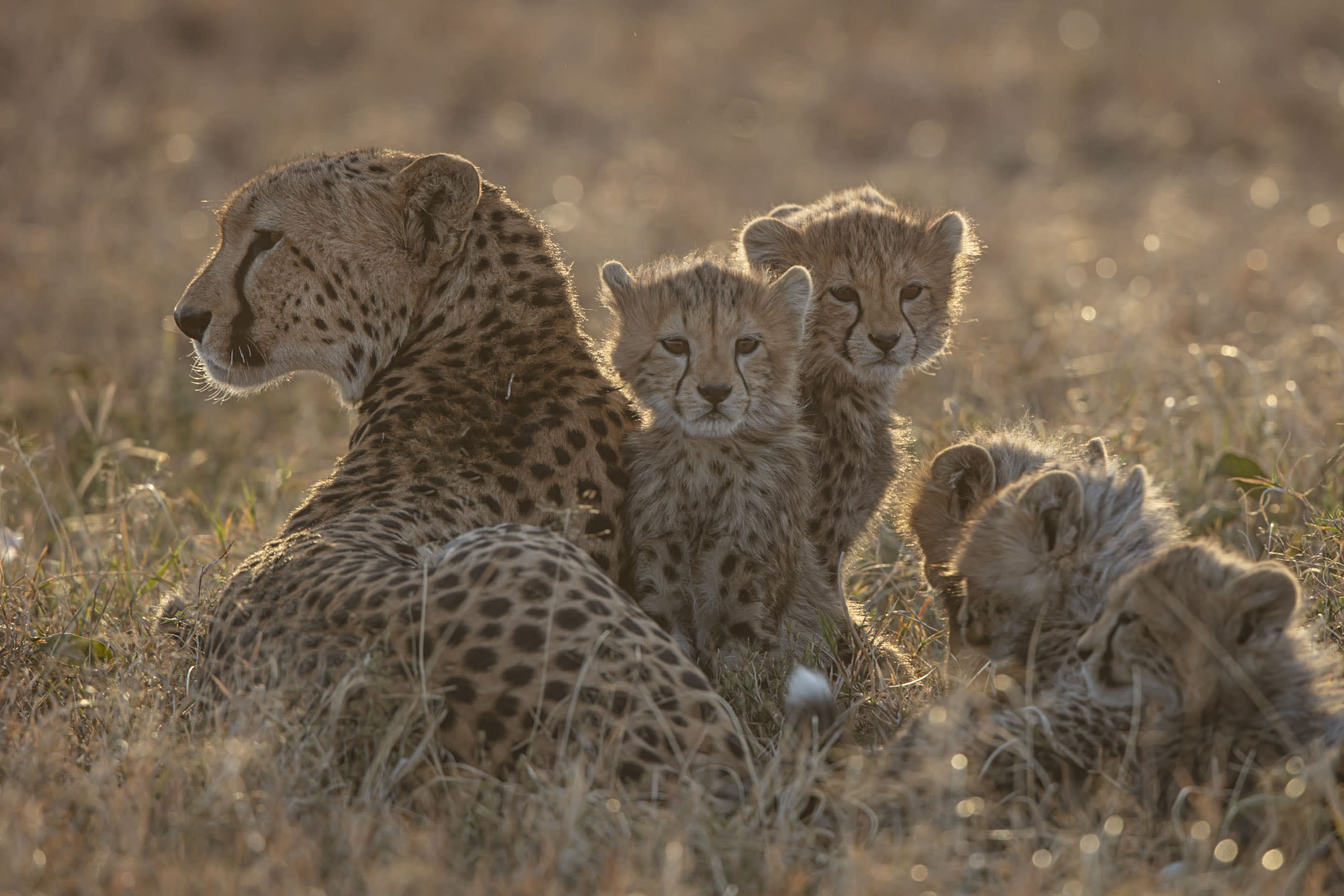 Cheetah Family, Masai Mara