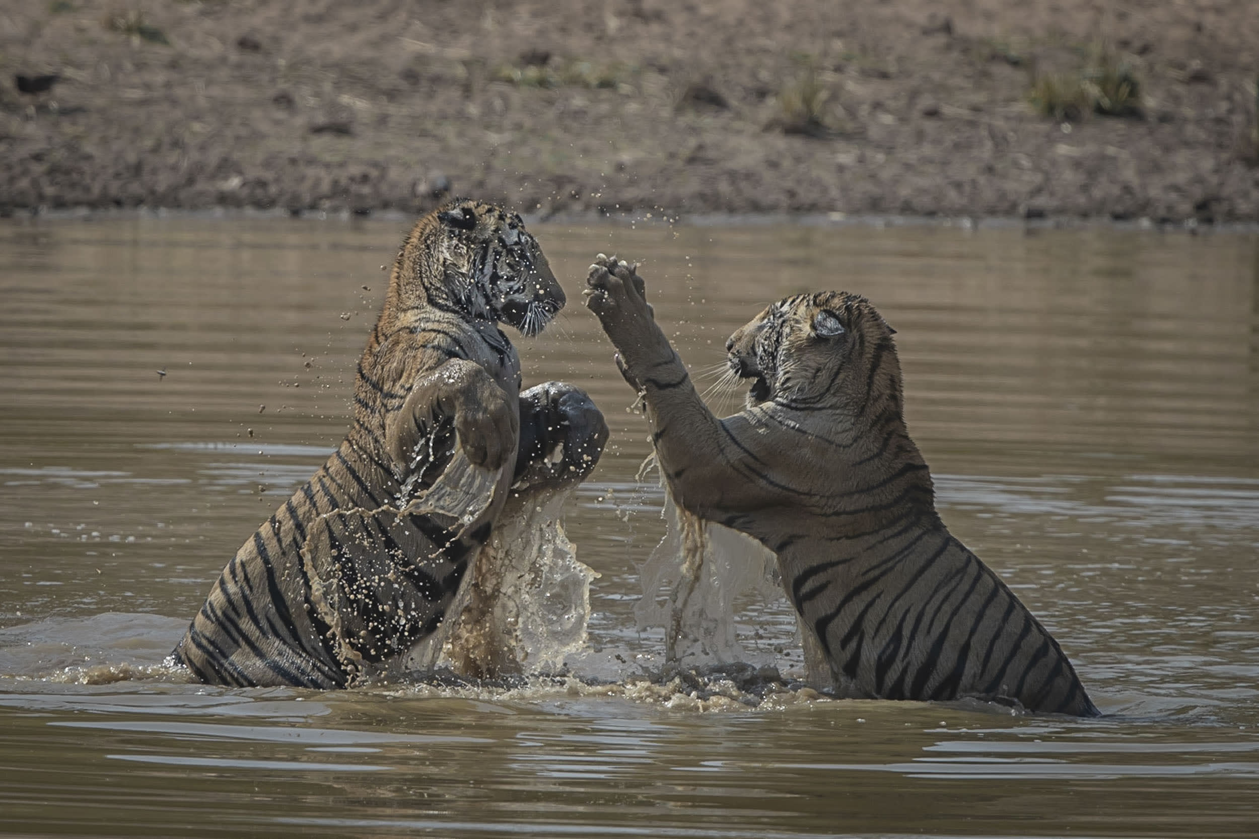 Bengal Tigers, Bandhavgarh India