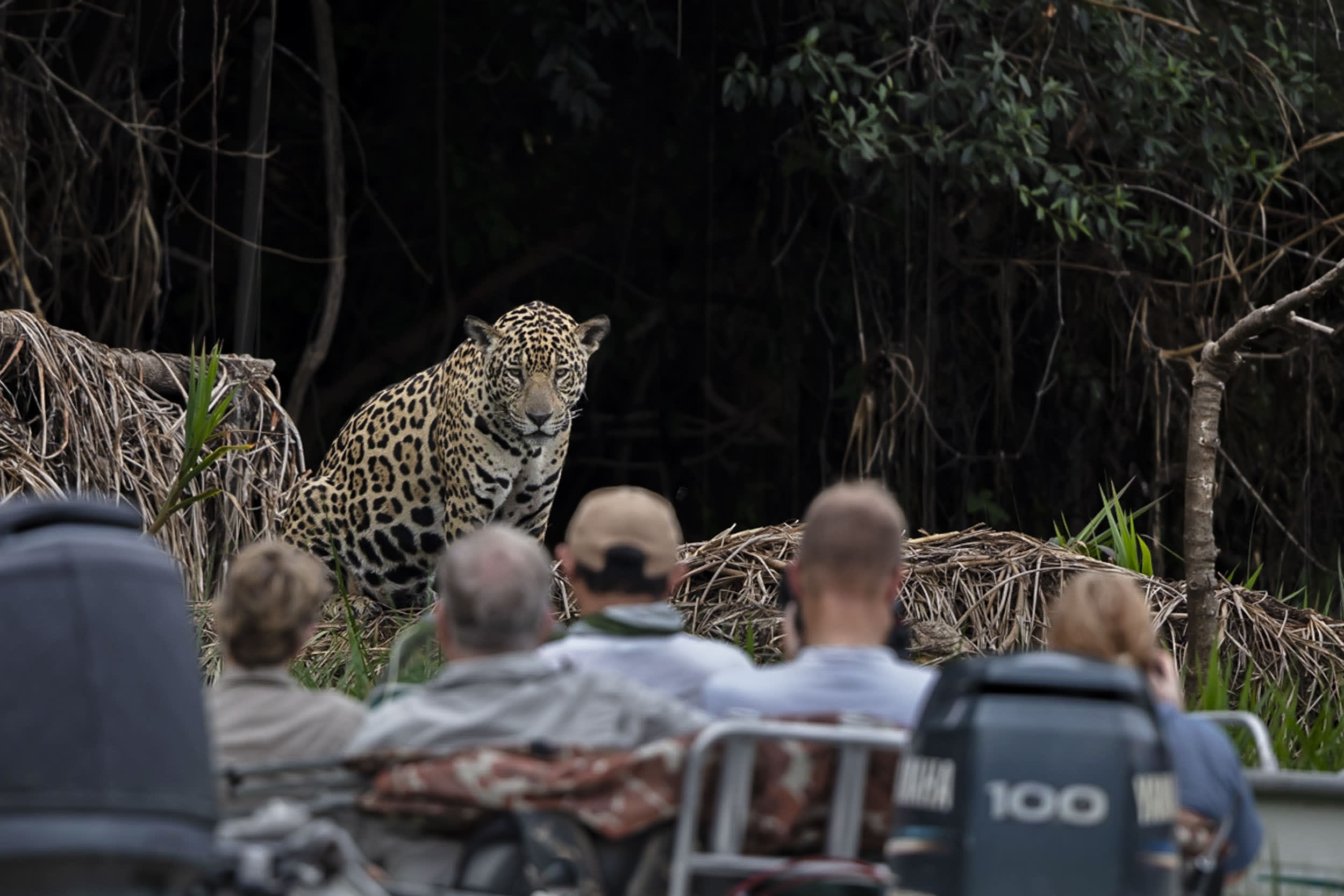 Jaguar, Pantanal Brazil