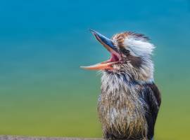 The Laughing Kookaburra, a bird in the kingfisher subfamily, is native to Australia and New Zealand